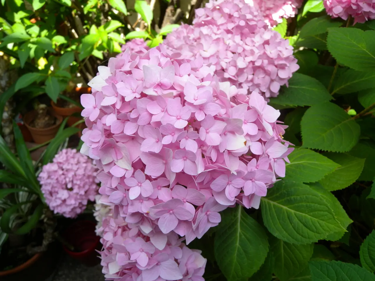 Understanding Potash Fertilizer: A Comprehensive Guide