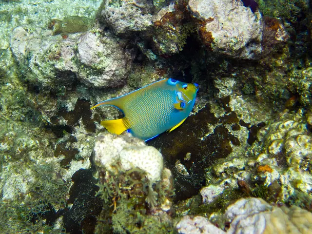 Maritime Creatures Thriving in Cozumel's Waters