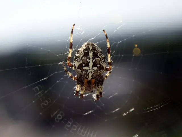 Dream interpretations suggesting symbolism: Presence of a spider on your body may indicate feelings...