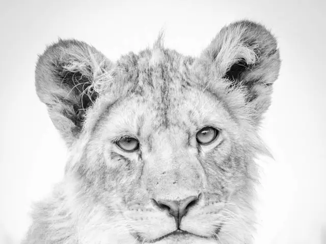 Zodiac Signs Predicted to Bring Abundance and Prosperity on June 21, 2025, According to Chinese...