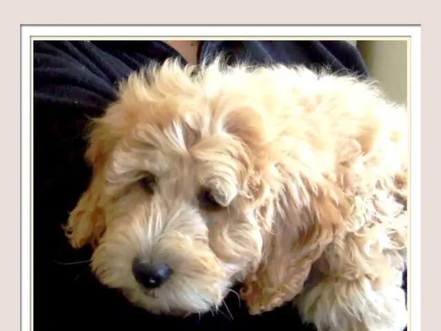 Strategies from a Veterinarian: Ensuring a Stress-Free Vacation for Your Canine Companion