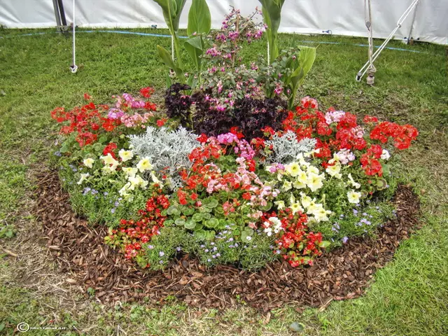 Top 6 Drought-Resistant Flora for Thrifty Gardening