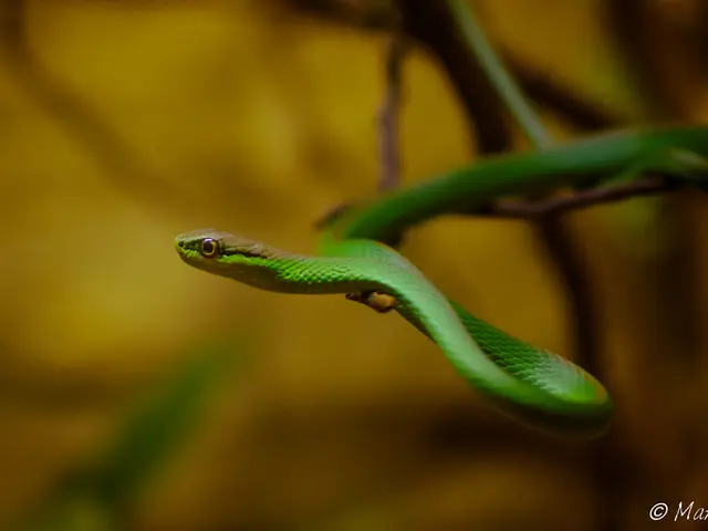 Airborne Intrusion: Snake Found on Passenger Aircraft - Expert Explains Possible Scenario of...