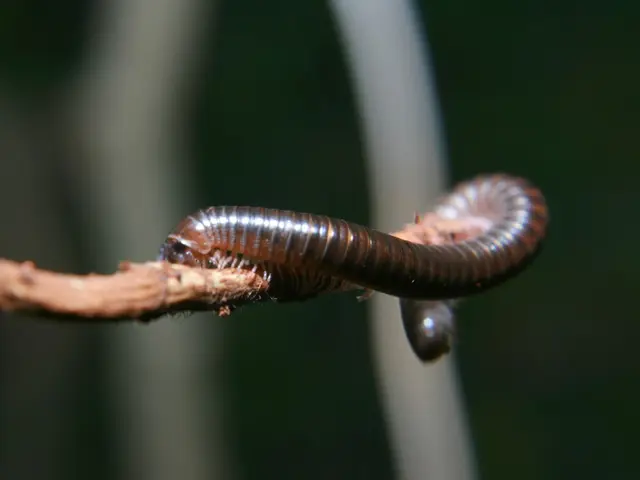 Hookworm Infestation: Details on origins, signs, and remedies