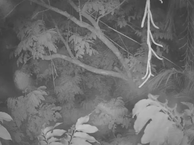 Exploring the Art of Miniature Tree Cultivation: A Comprehensive Guide for Bonsai...