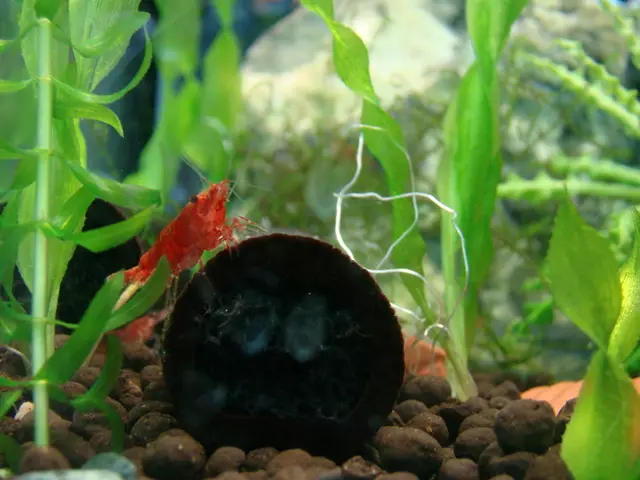 Thriving together: Isopods and Springtails in Bioactive Terrarium Setups (Comprehensive Guide for...