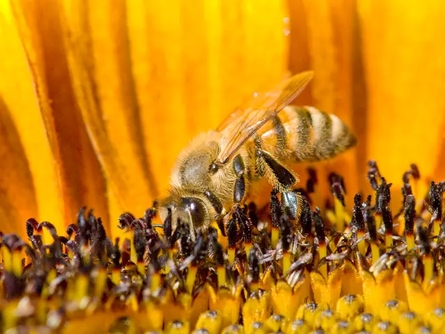 The Connection Between Honeybee and Human Optical Illusions Revealed