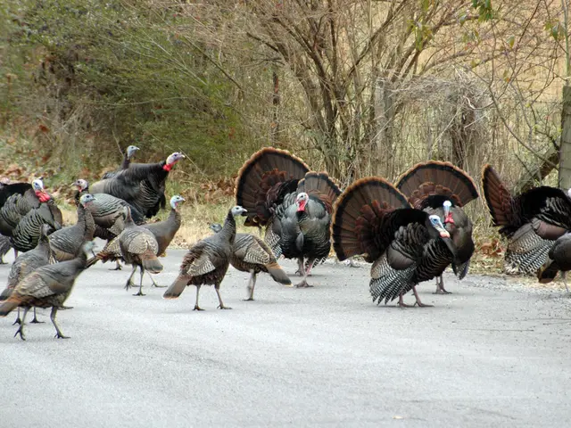 White and black elegance showcased at Ohligs Bird Park: Cröllwitzer Geese on display