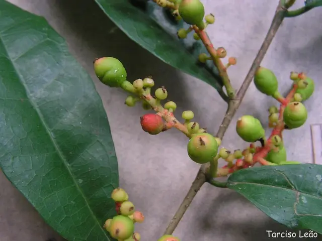 home-friendly Ficus varieties: old favorites and lesser-known species to consider