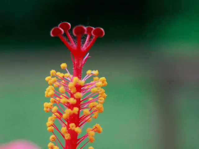 Nasal Congestion and Headache: Origins, Remedies, and Prevention Strategies