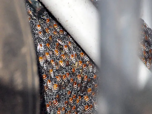 Comparison Revealed: Why Our Manuka Honey Outprices Costco's Offerings