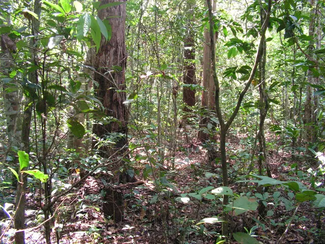 Consider no garden space for a tree? Think twice - explore these 13 choice trees suitable for...