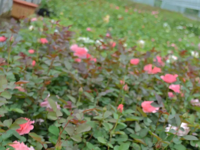 opulent French gardens, pristine sanctuaries of landscaped splendor