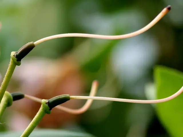 Distinguishing Center and Centre: A Guide to Their Variations