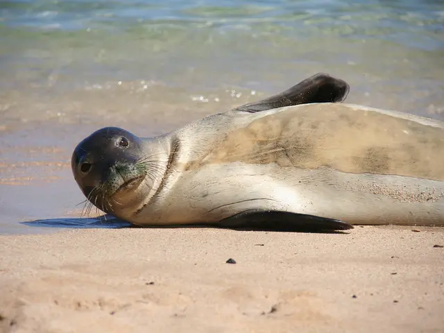 Alert at the beach: flags displaying red and yellow