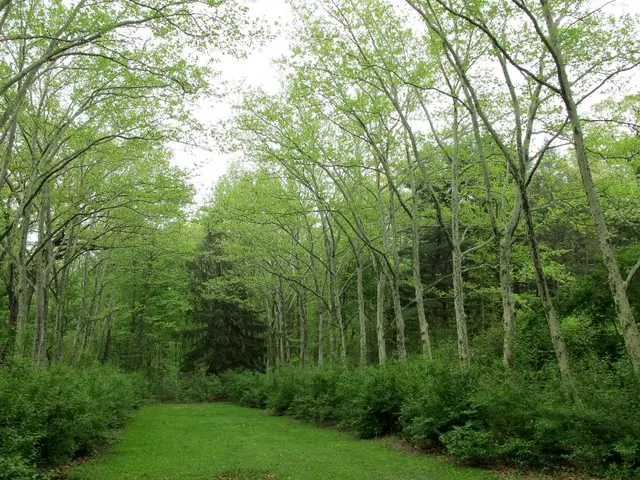 Examining the Link Between Soil Nutrients and Human Brain Performance