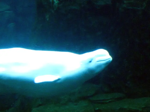 Top Diving Spots in French Polynesia