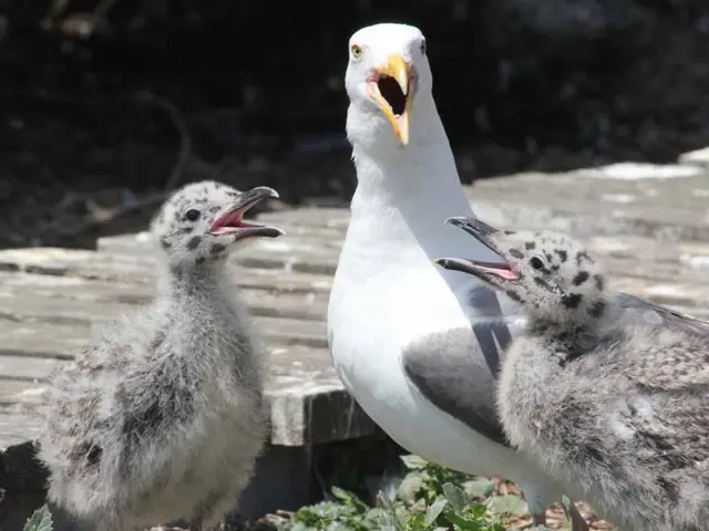 Encouraging Birdwatching as a Primary Ecotourism Attraction in the Andaman and Nicobar Islands