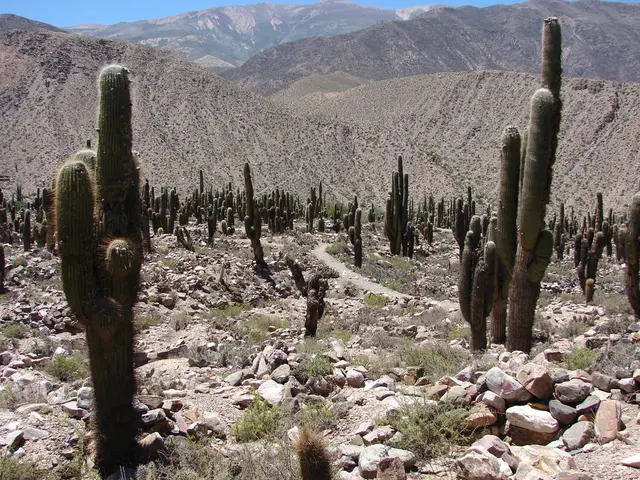 Ascent from Desert to Sky: Cactus-to-Clouds Trek