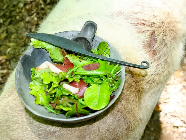 Intestinal Bleeding Symptoms, Sources, Solutions, and Healing Process