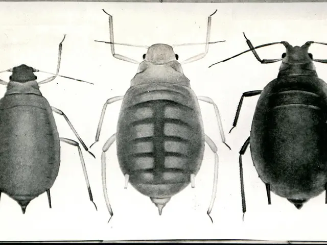 "Air India Flight Arrives from USA Carrying Uninvited Arthropods - Cockroaches Spotted"