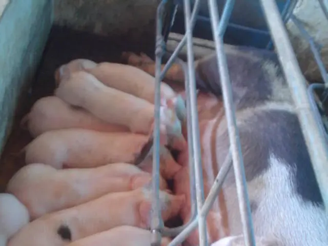 Antibiotic use in pig farming is linked to the development of antibiotic-resistant bacteria in...