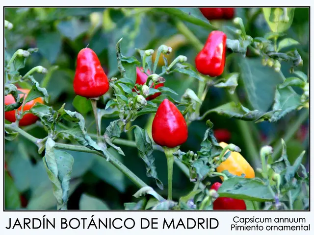 Soil and Plant Health: A Double-Edged Sword for Salt?