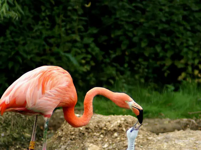 Exploring the Vibrant Habitats of Sunny Avians: Unveiling the Wonders of Orange-Hued Birds in...