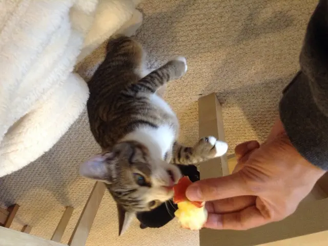 Can Cats Contract Lyme Disease?