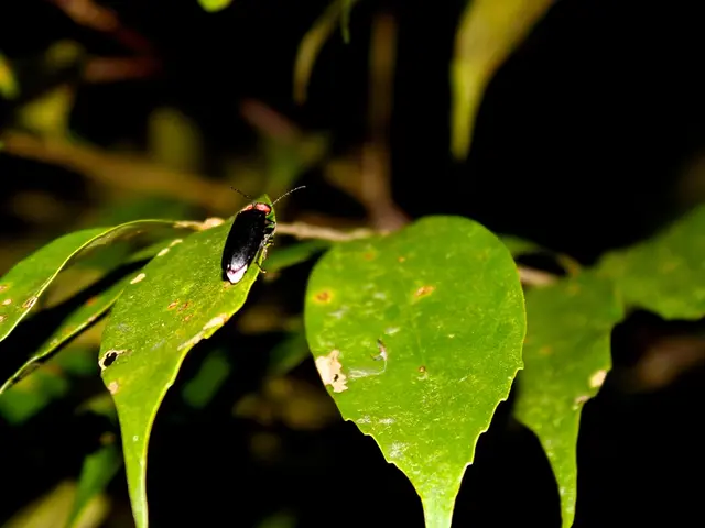 Connection between High Blood Pressure and Lyme Disease: Possible Relationship?