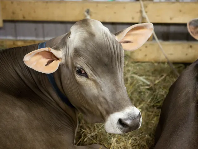 Unforeseen Insights Gathered from Caring for Holstein Calves and their Connection to Navigating...