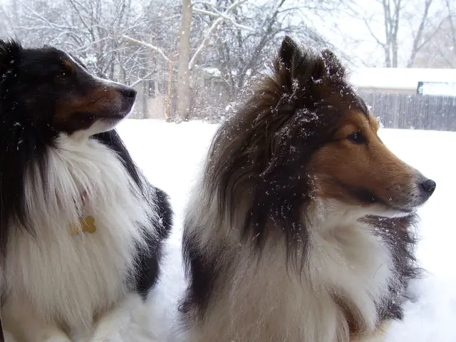 Racing with sleds pulled by dogs through the snowy landscapes of Alaska
