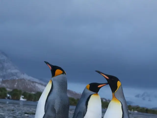 "Sommarøy, Norway: A Chillingly Beautiful Archipelago"