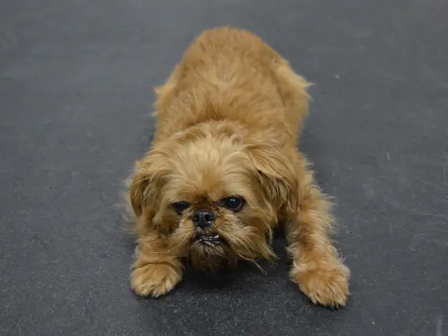 Road journeying with a canine companion: Essential tips and advice