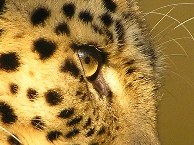 Maureen Peters: Identified Individual in Focus