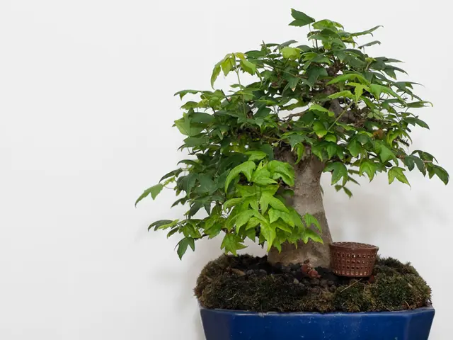 Pruning Techniques and Advantages for Bonsai Trees: Crucial Methods and Advantages Revealed