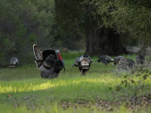 Airline passengers from Turkey now face penalties for not adhering to the new seating rule during...