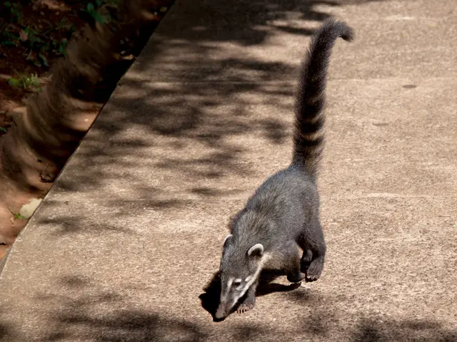 Gastrointestinal infection devoid of vomiting and diarrhea: The essentials