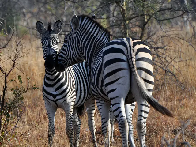 In this picture we can see the branches, green leaves. We can see the zebras and grass.