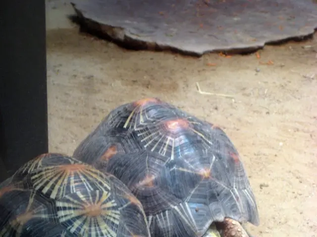 In this image the center there are two turtles, at the bottom there is sand and there is a board....